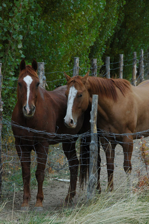 photograph by melissa park--horses in central utah
